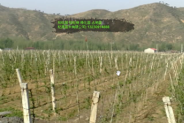 出售枸杞苗 供应枸杞苗 纯种枸杞苗 枸杞苗木