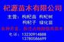 销售枸杞苗 销售枸杞苗价格 出售枸杞苗 占地苗