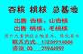 山杏核 出售杏核 杏核多少钱一斤 杏核价格