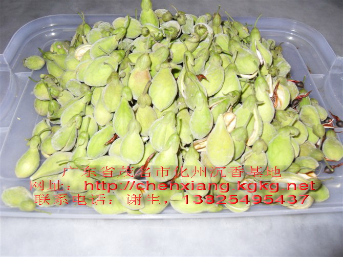 沉香种子  沉香苗  沉香树苗