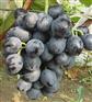供应新星无核葡萄苗 无核夜美人葡萄苗 葡萄苗
