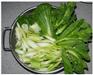 长沙有机蔬菜-浩博白菜苔