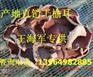 榆耳王海军供应榆耳批发