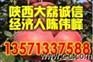 陕西水果网供应优质大棚冬枣基地冬枣价格