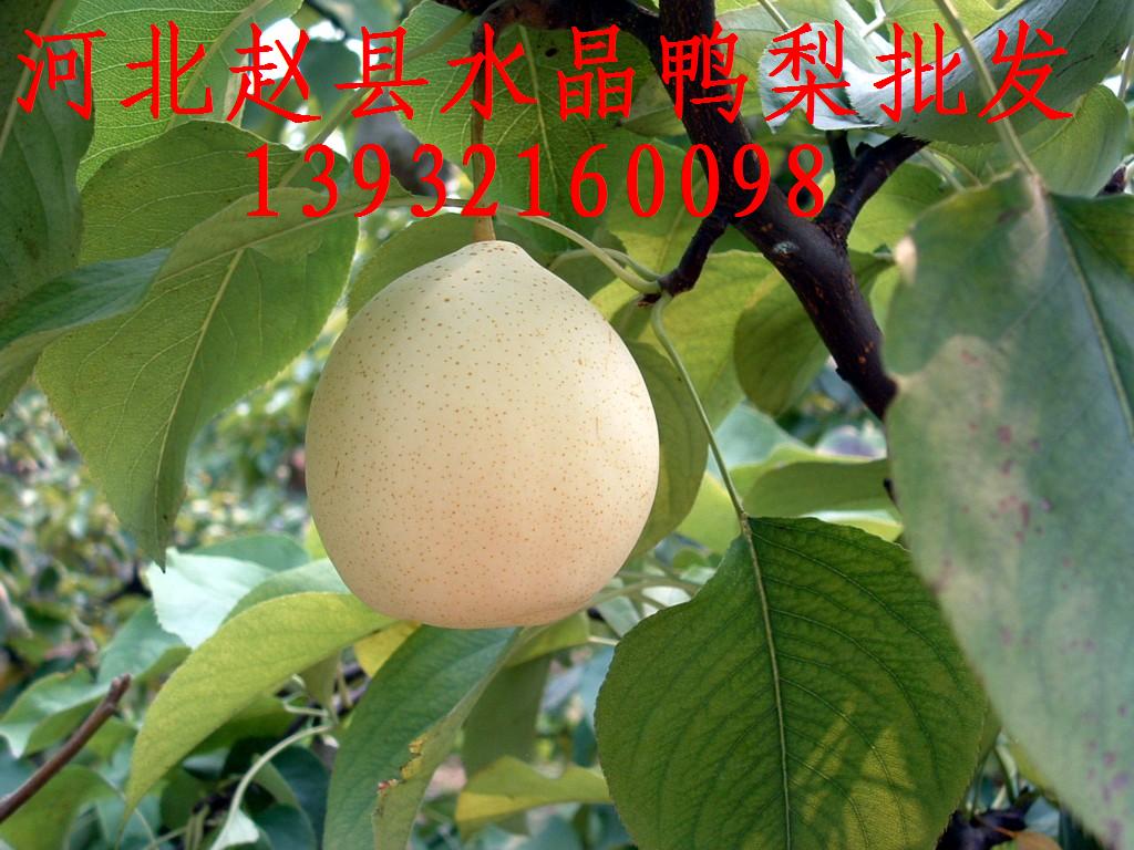 河北皇冠梨价格，河北皇冠蜜梨价格，河北水晶梨价格，河北鸭梨价