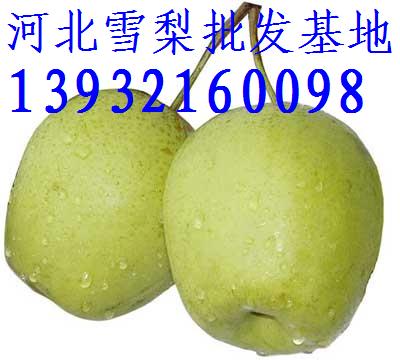 库存雪梨，库存雪花梨，库存鸭梨，库存水晶梨，库存皇冠梨，库存