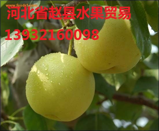 河北雪梨，河北雪花梨，河北皇冠梨，河北皇冠蜜梨，河北水晶梨，