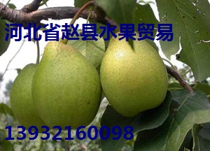 赵州雪梨，赵州雪花梨，赵州皇冠梨，赵州水晶梨，赵州鸭梨
