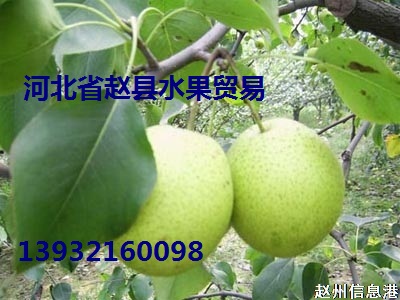 雪梨价格，雪花梨价格，水晶梨价格，皇冠梨价格，皇冠蜜梨价格，