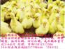 鹅苗价格最新鹅苗价格江苏鹅苗价格