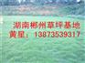 广东草皮{广东马尼拉草皮}广东草皮价格