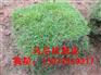 【长沙草皮】价格【长沙马尼拉草皮】基地