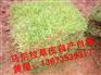 贵州草皮.贵州马尼拉草皮.贵州马尼拉草坪价格