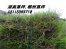 供应湖南郴州绿化马尼拉草皮//马尼拉草坪