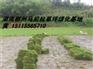 供应马尼拉草坪基地 马尼拉草坪出售 草皮种植