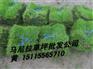 郴州草皮厂家 湖南草皮 郴州草坪批发 湖南草坪价格