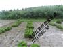 马尼拉草坪价格 马尼拉草坪厂家 湖南马尼拉草坪种植