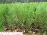 供应山东侧柏苗价格2011年侧柏价格侧柏树苗价格营养钵侧柏苗
