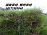 供应销售郴州草皮 价格广东马尼拉草皮 深圳草皮基地批发