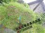 供应湖南草皮销售 郴州马尼拉草皮基地 马尼拉草皮供应