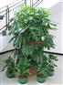 成都植物出租-成都花卉出租