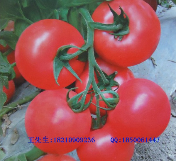 北京优质蔬菜种子供应商Logo