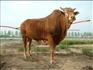 jn最好的鲁西黄牛，西门塔尔.夏洛莱.利木赞.改良肉牛价格最