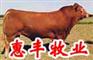 近期养肉牛技术 .养牛饲料.养牛疾病防治 改良肉牛，
