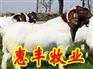 养羊视频养牛视频..中国养牛网如何养羊,