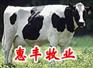 gy 河北肉牛养殖育肥 山东波尔山羊小尾寒羊养殖育肥价格