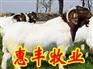 供应纯种夏洛莱羊 杂交2-6代波尔山羊 黑头羊