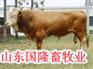 安徽省本地有没有肉牛养殖场哪里有养殖肉牛犊的地方什么地方有牛