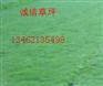 诚信专业草坪长期供应特价本特四号，早熟禾草坪