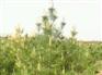 供白皮松-山西白皮松-优质白皮松-3米白皮松