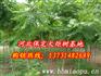 火炬树