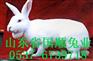 供应獭兔-獭兔种兔