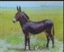 中国最大的养驴基地.山西省肉驴养殖基地.