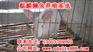 中国养兔网今日兔价 养兔网 养兔技术 大棚养兔建设图