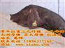 太湖小母猪
