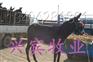 养驴兴宾牧业高福顺 养驴兴宾牧业高福顺