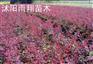 供应红叶小檗红叶小檗种植基地
