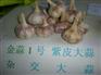 供应蒜种金蒜1号|蔬菜种子出口|中国精品大蒜种子|海量大蒜种