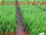 供应侧柏苗【绿化苗木/侧柏苗/侧柏树苗/侧柏苗价格】