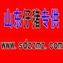 山东苗猪那里买，山东苗猪购销，山东苗猪于廷建供应
