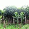 供应合欢 河北合欢树 大规格合欢树