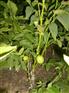 标准化资阳核桃苗苗除草技术