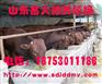 牛有什么品种 鲁西黄牛多少钱一头 养殖肉牛利润