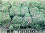 马尼拉草皮[马尼拉草皮价格]求购马尼拉草皮