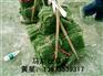 马尼拉草皮价格/马尼拉草皮图片=马尼拉草皮