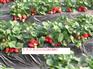 供应【草莓苗/草莓苗/草莓小苗】草莓苗价格草莓苗繁育草莓苗